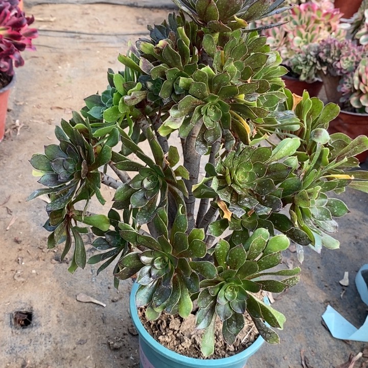 灰法28多肉法师法师