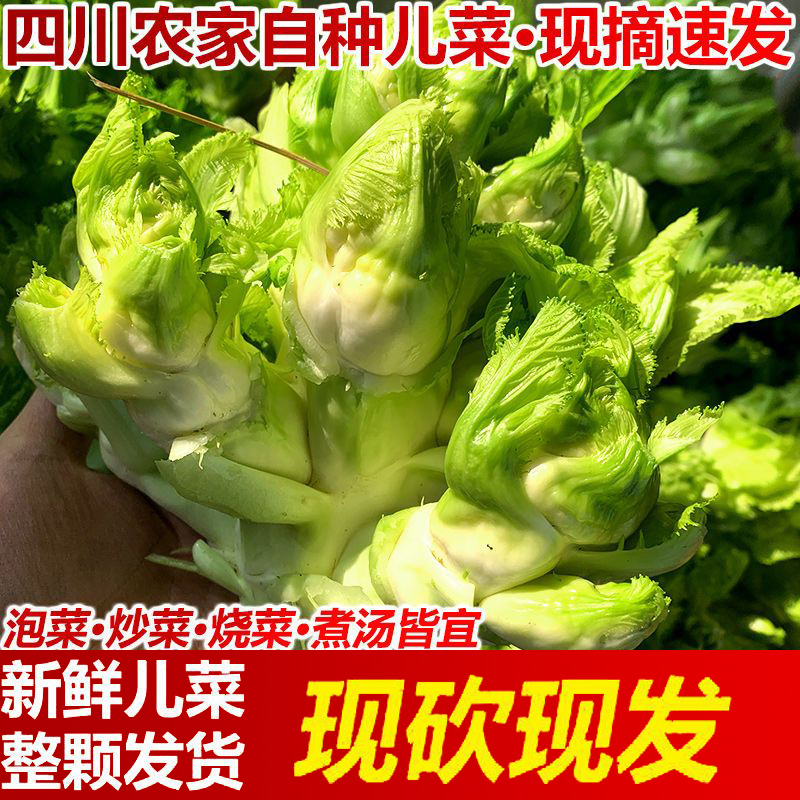 四川新鲜整颗儿菜抱儿菜当季现摘可做泡菜新鲜蔬菜农家自种