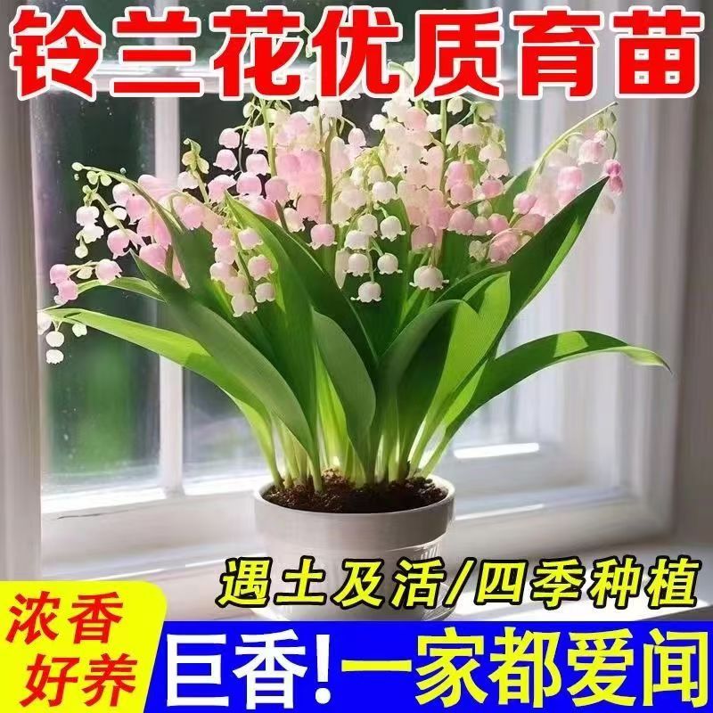 现挖精品香水铃兰带芽阳台室内庭院好养活四季开花绿植