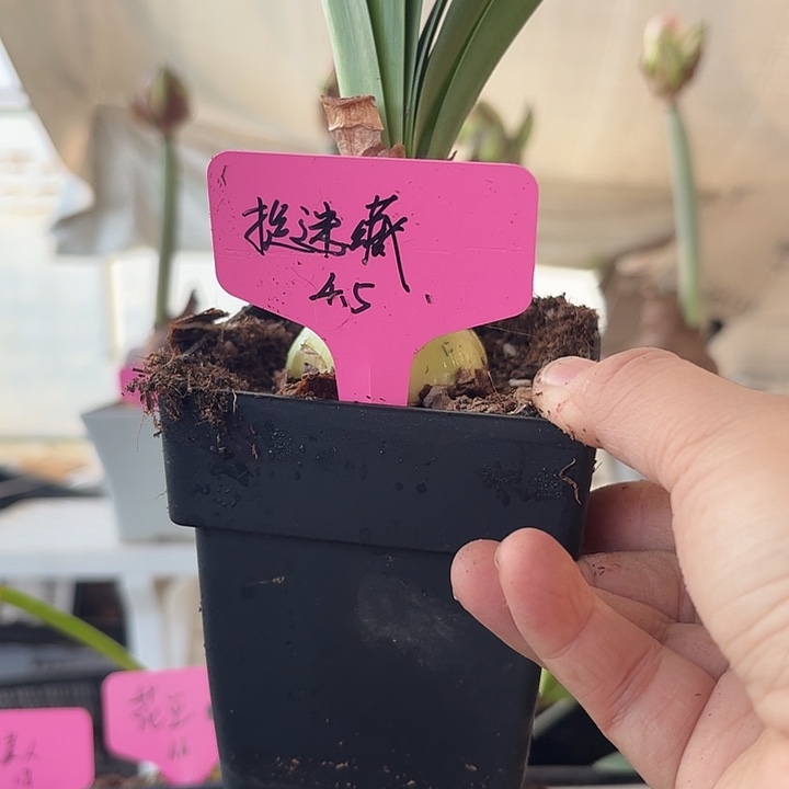 无花朵捉迷藏直径4.5朱顶红