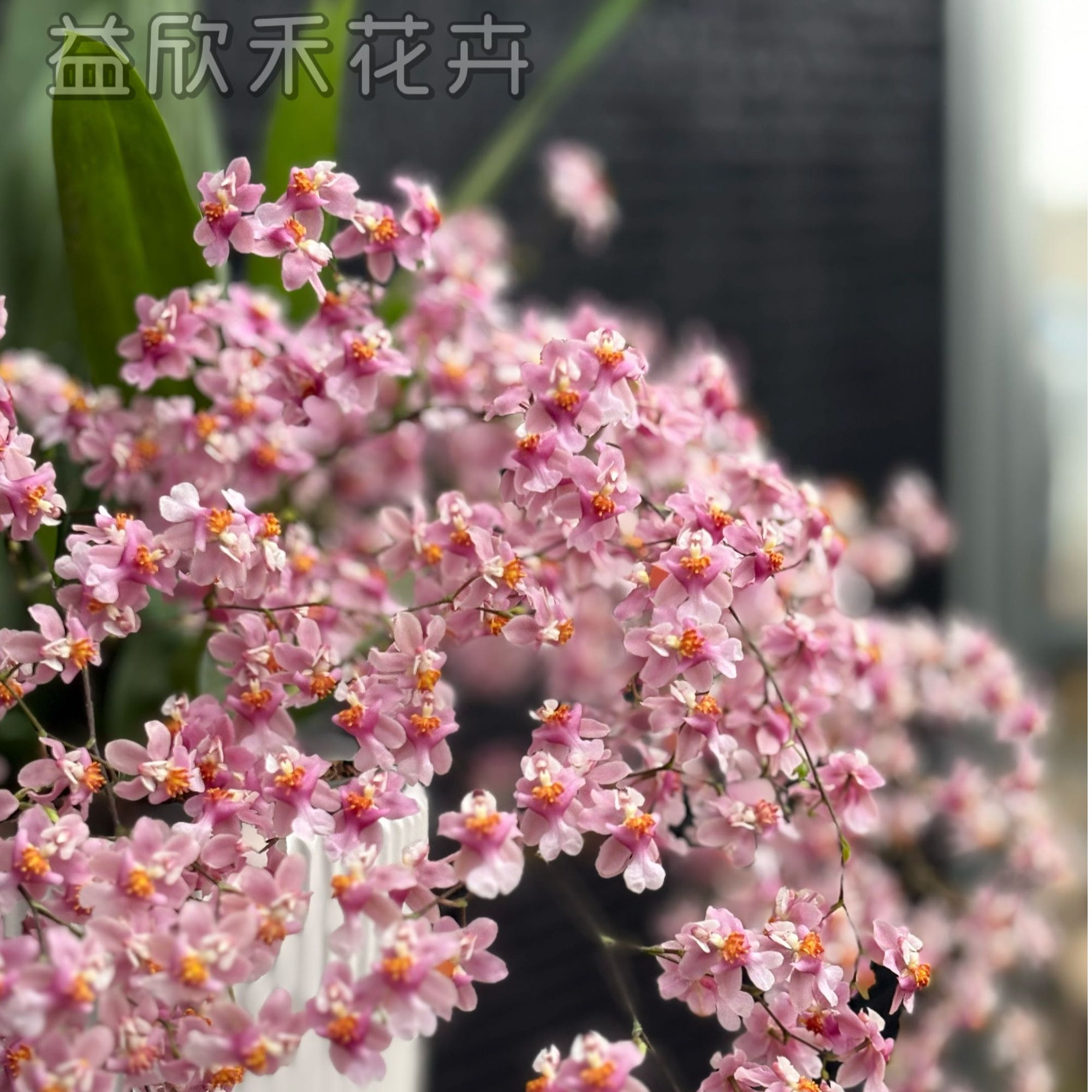 梦香兰光宗粉 6枝花箭以上 香水文心兰盆栽兰花客厅阳台好养护