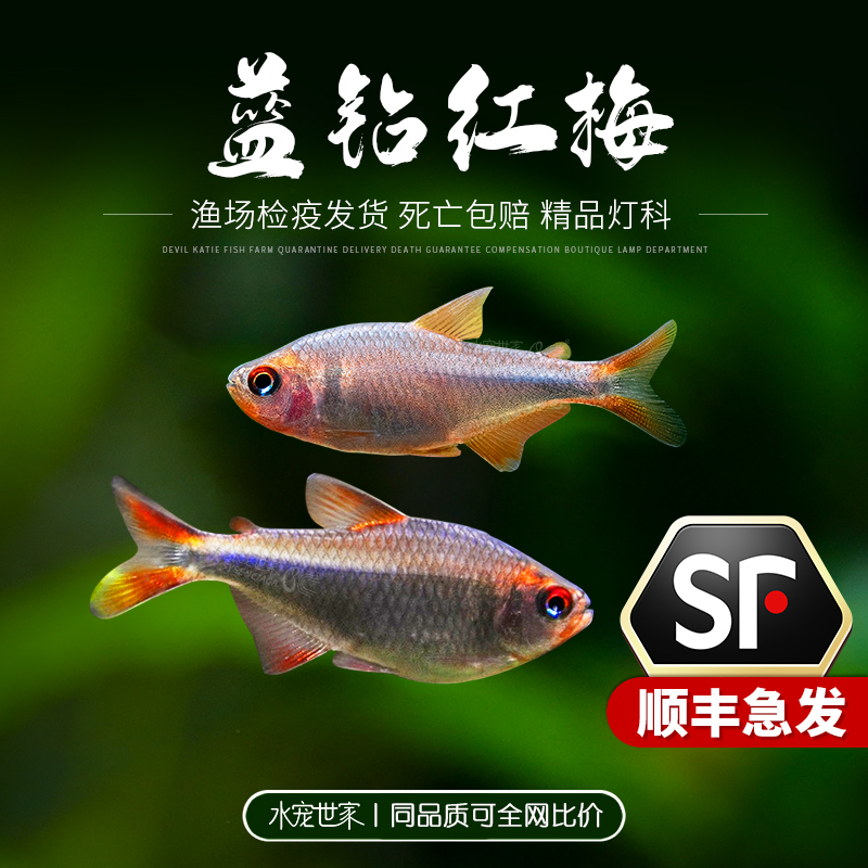 蓝钻红梅鱼南美观赏鱼高端草缸群游活体小型热带鱼兰钻红莓淡水灯