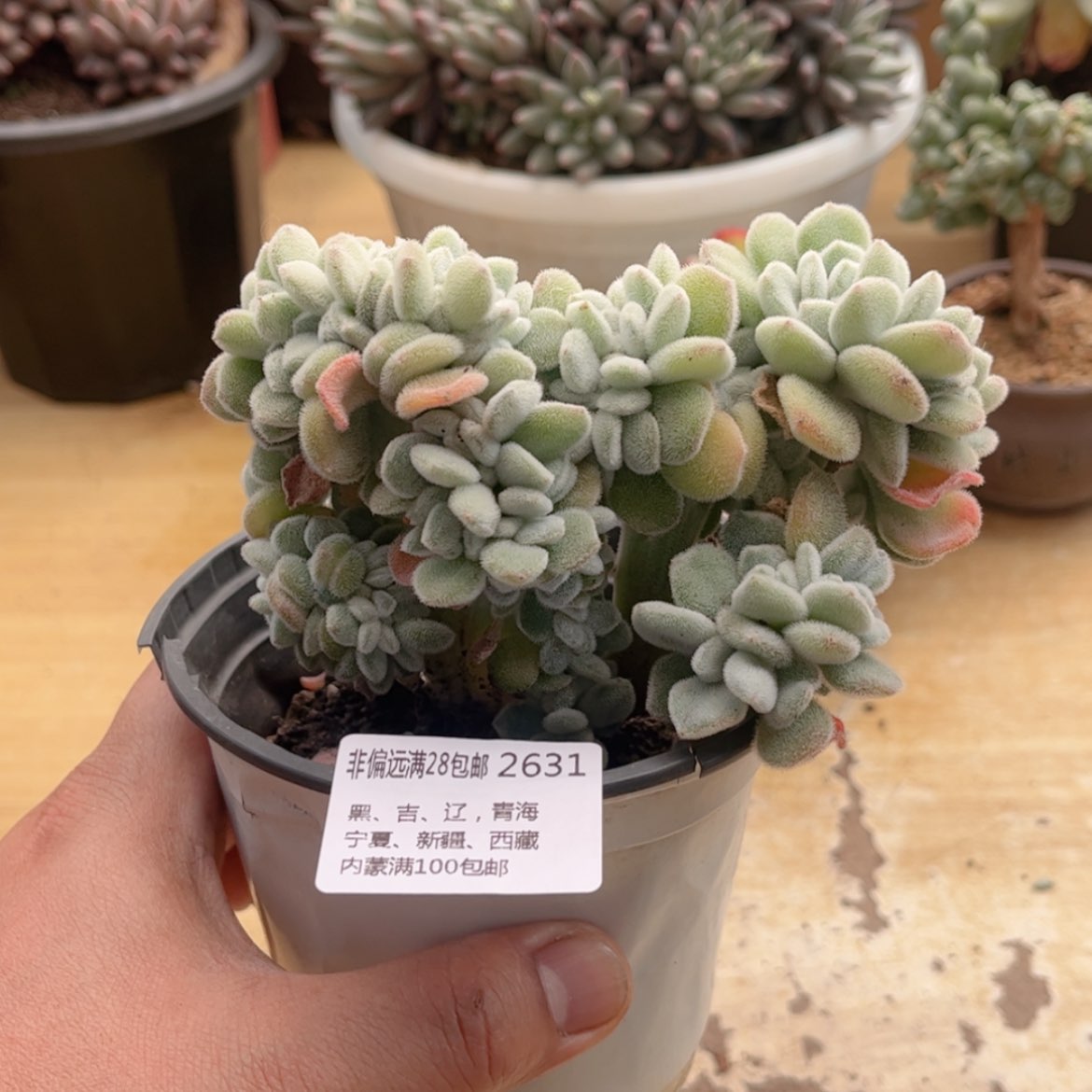 【闪购商品】2631雪晃星缀