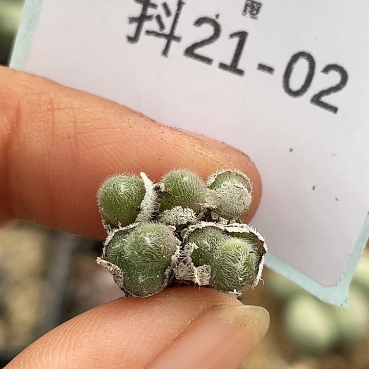 21-2毛球多肉植物