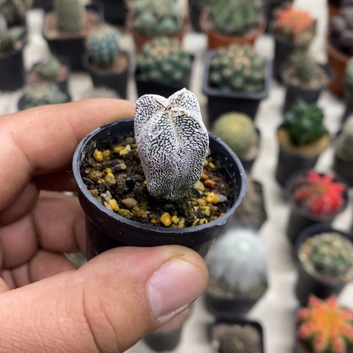 实生恩塚特价福利2