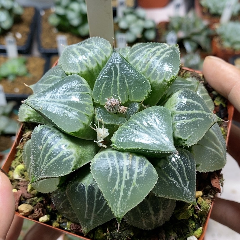 【闪购商品】46春雷