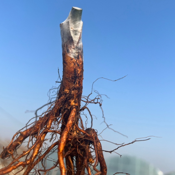 【裸根】新手慎拍裸根芽无售后两棵包邮