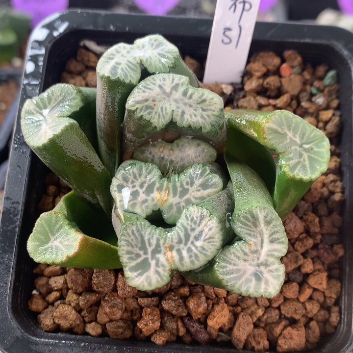 布引万象一物一拍