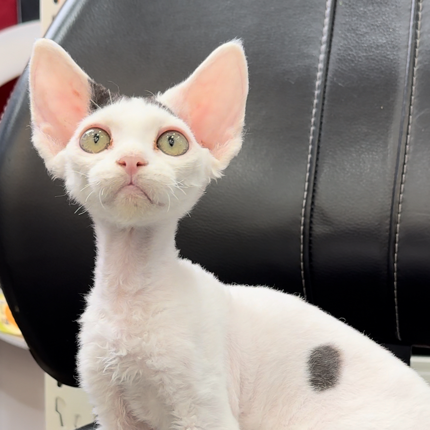 来了姊妹-黑白德文-弟弟-65