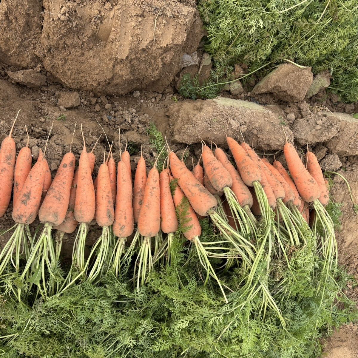 【老家的胡萝卜】自然生长 比大棚菜更香 生长时间长菜味更浓