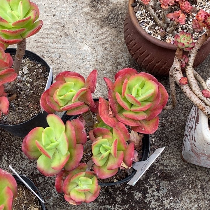 野*合红梅老桩整多肉