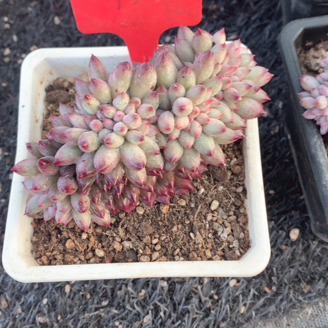 多肉植物多肉植物车厘子缀