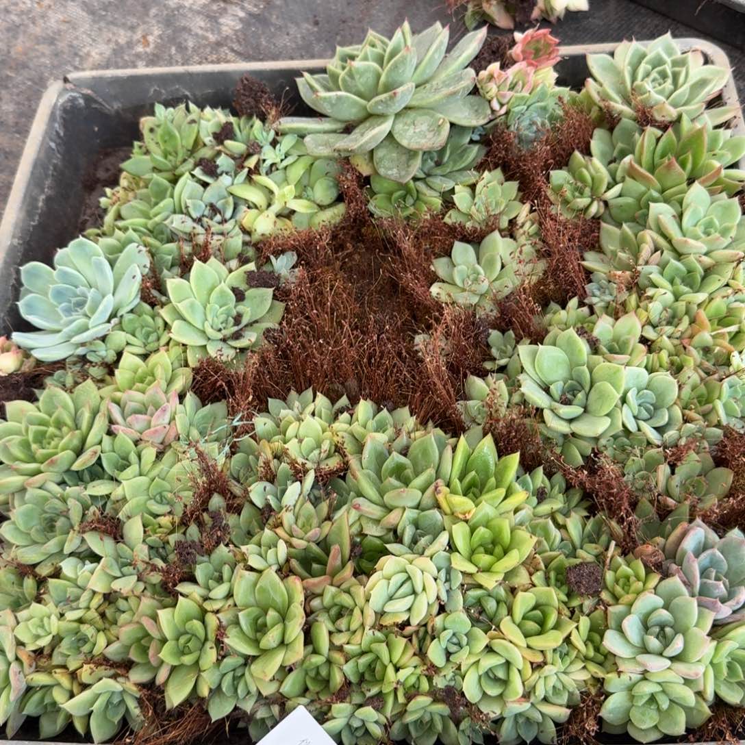 5-58麦秆切糕一份一物一拍不带筐