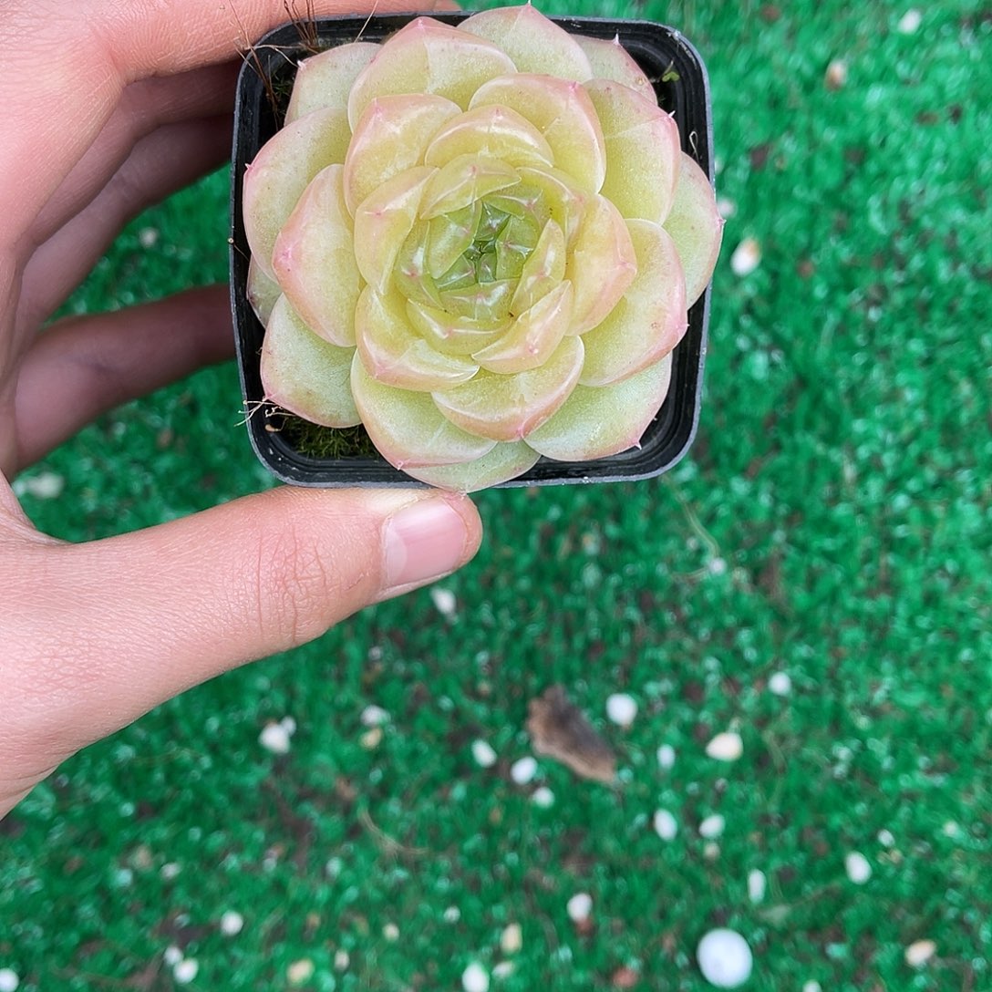 多肉杂交一物一拍1-83