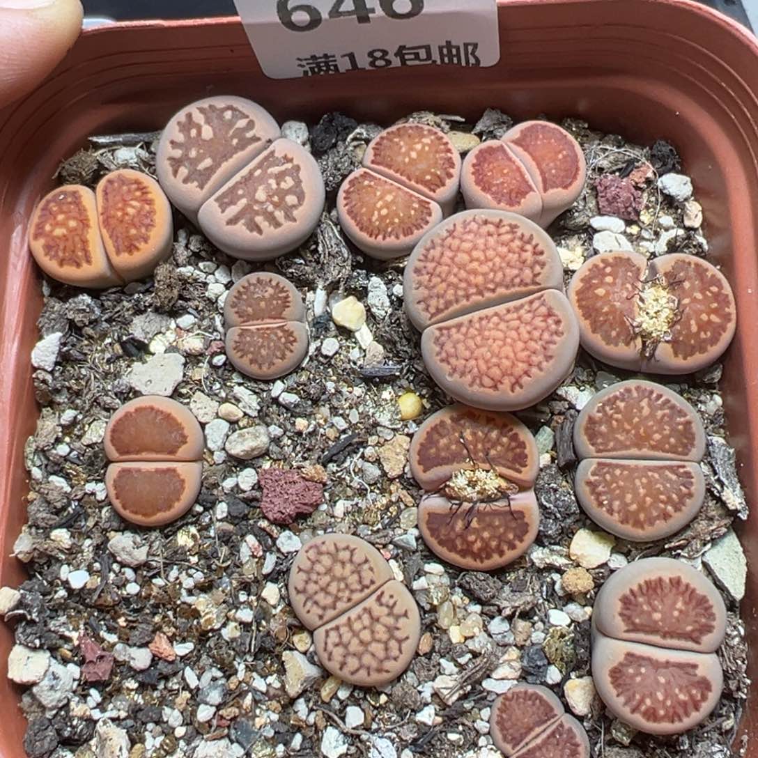 【闪购商品】646。     