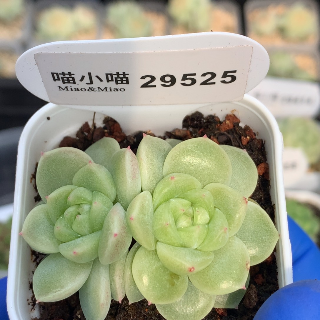多肉植物杂交珍妮