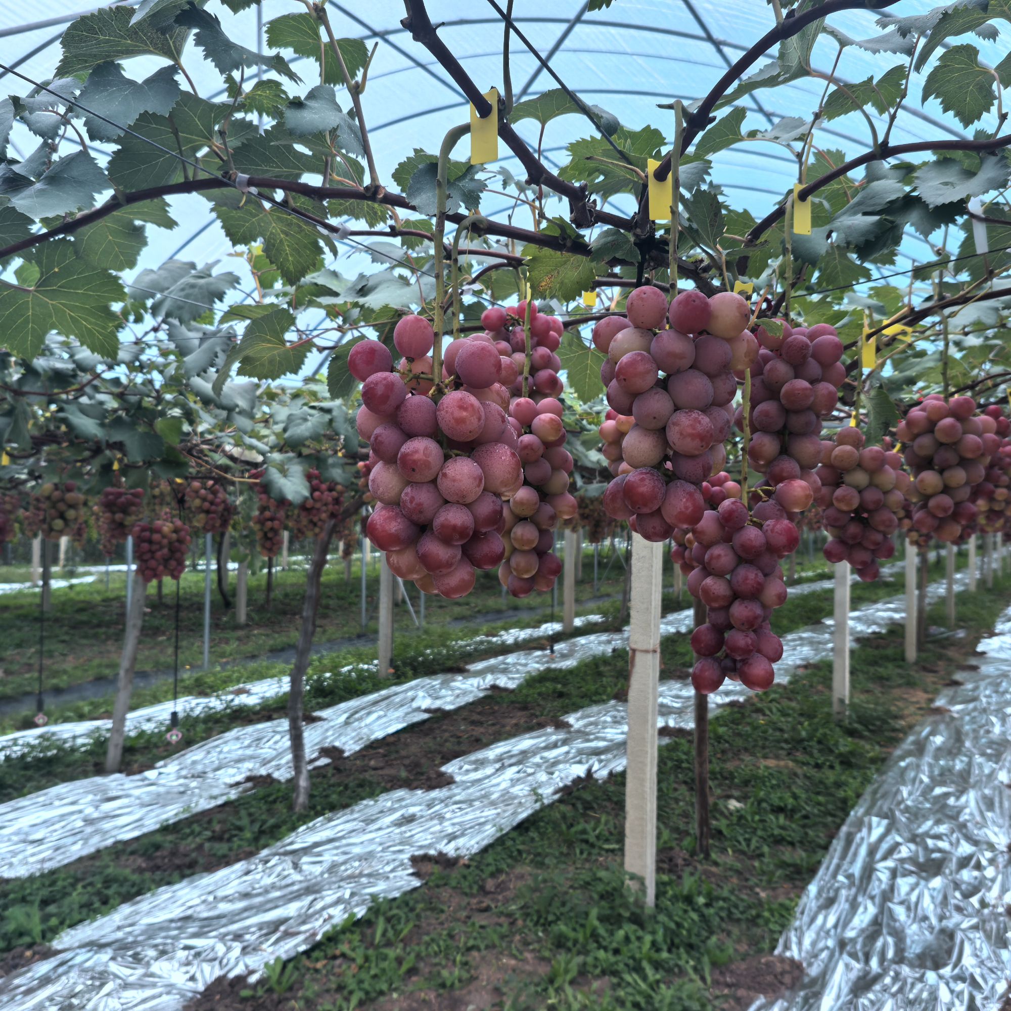 妮娜皇后葡萄 新鲜现摘 果香浓郁  孕妇水果 2400g 景翔水果