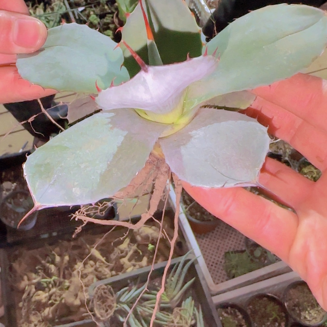 随***安块根植物块根植物