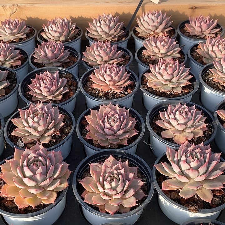 79林杰安娜 单头 福利多多