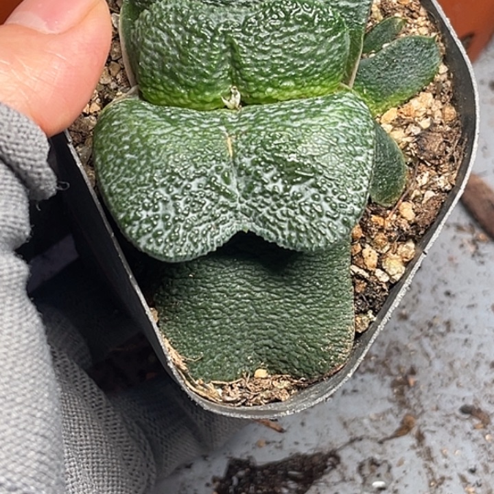 随***1客户专拍一物一拍