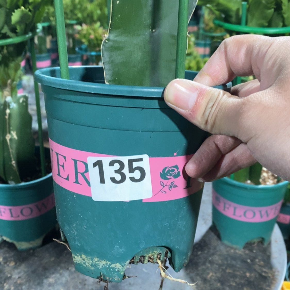 【闪购商品】无花朵快***?补差价，135嫁接068