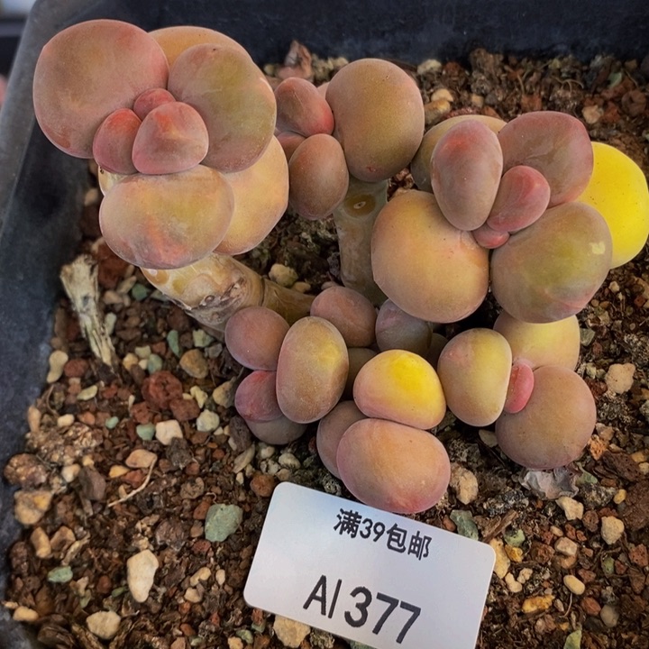 芒果奶8cm377多肉植物