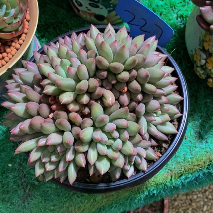 我都想好去哪儿啦