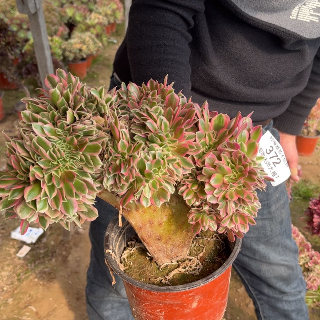 372粉女巫缀化多肉植物