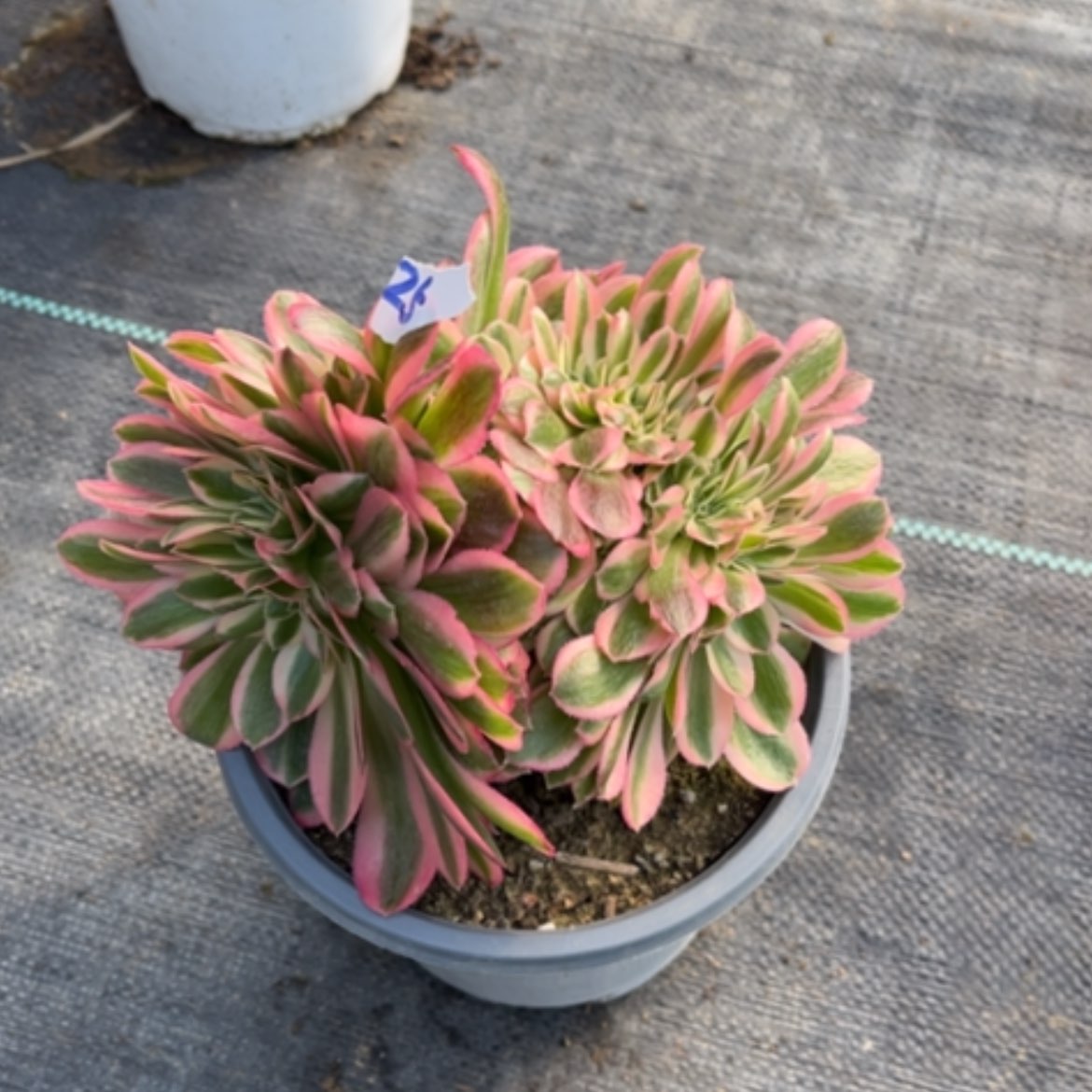 【闪购商品】25粉女巫缀多肉法师