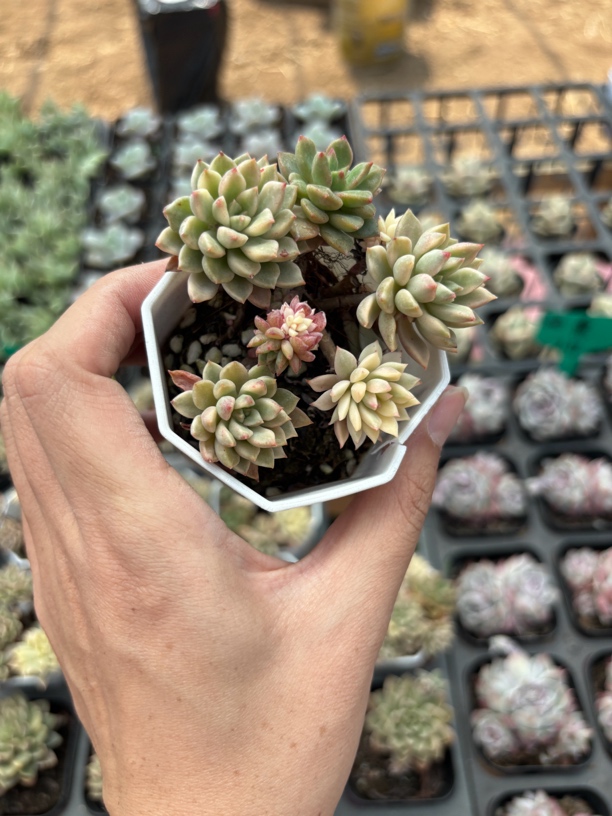 满9.9米包邮绿宝石锦