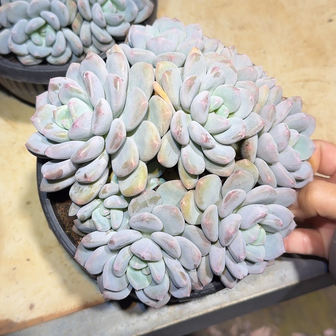 三明治美人整无砍群生