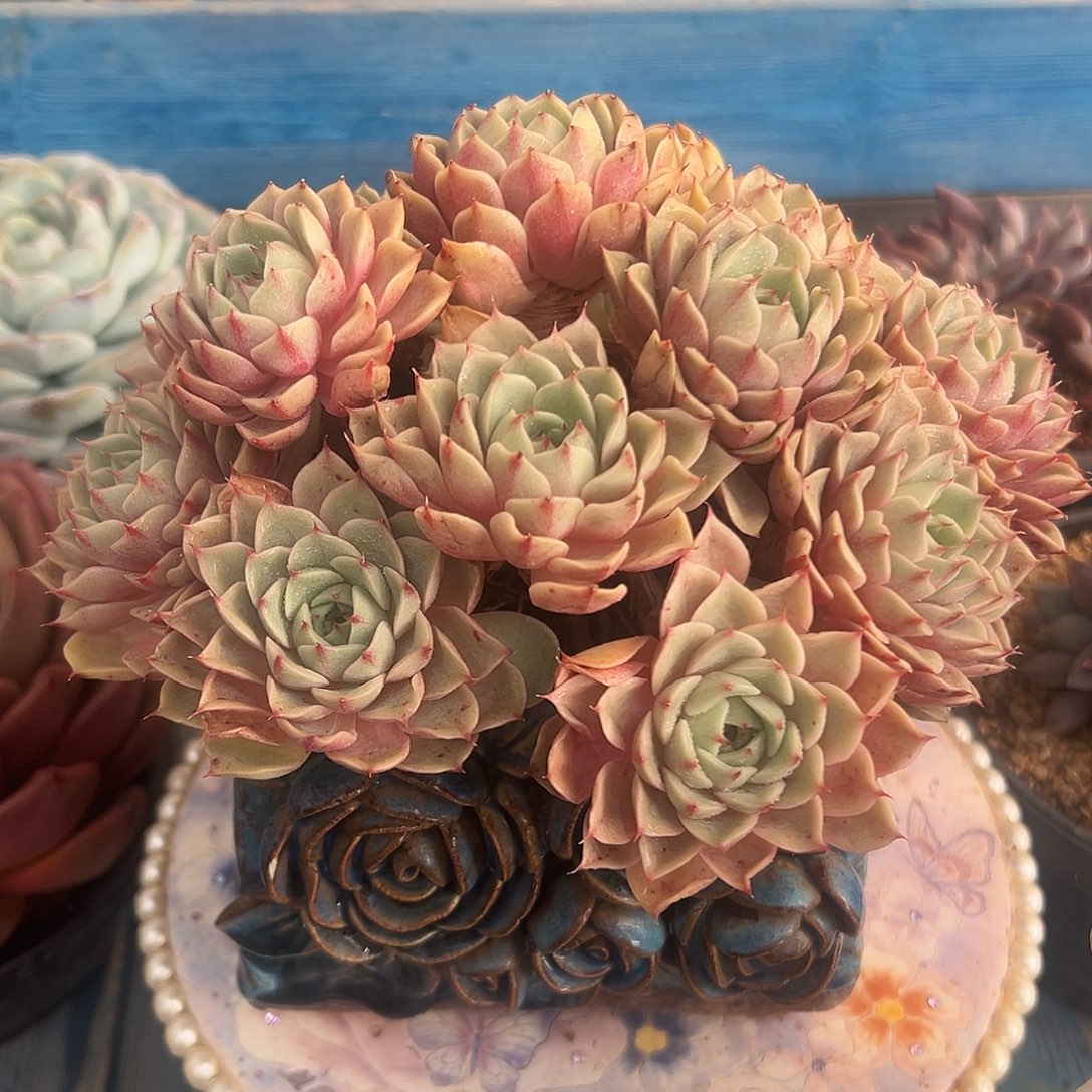 黄金笨吧多肉植物