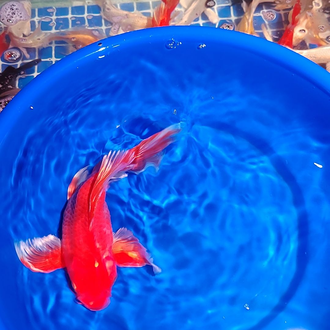 蝴蝶鲤一对一挑选直播间