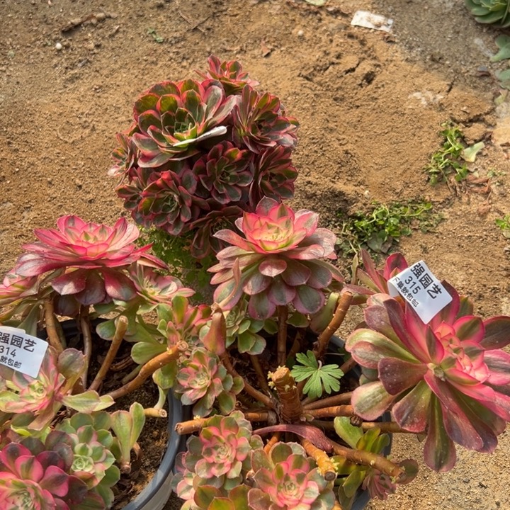 (***o荔枝母本砍头桩两颗314-15