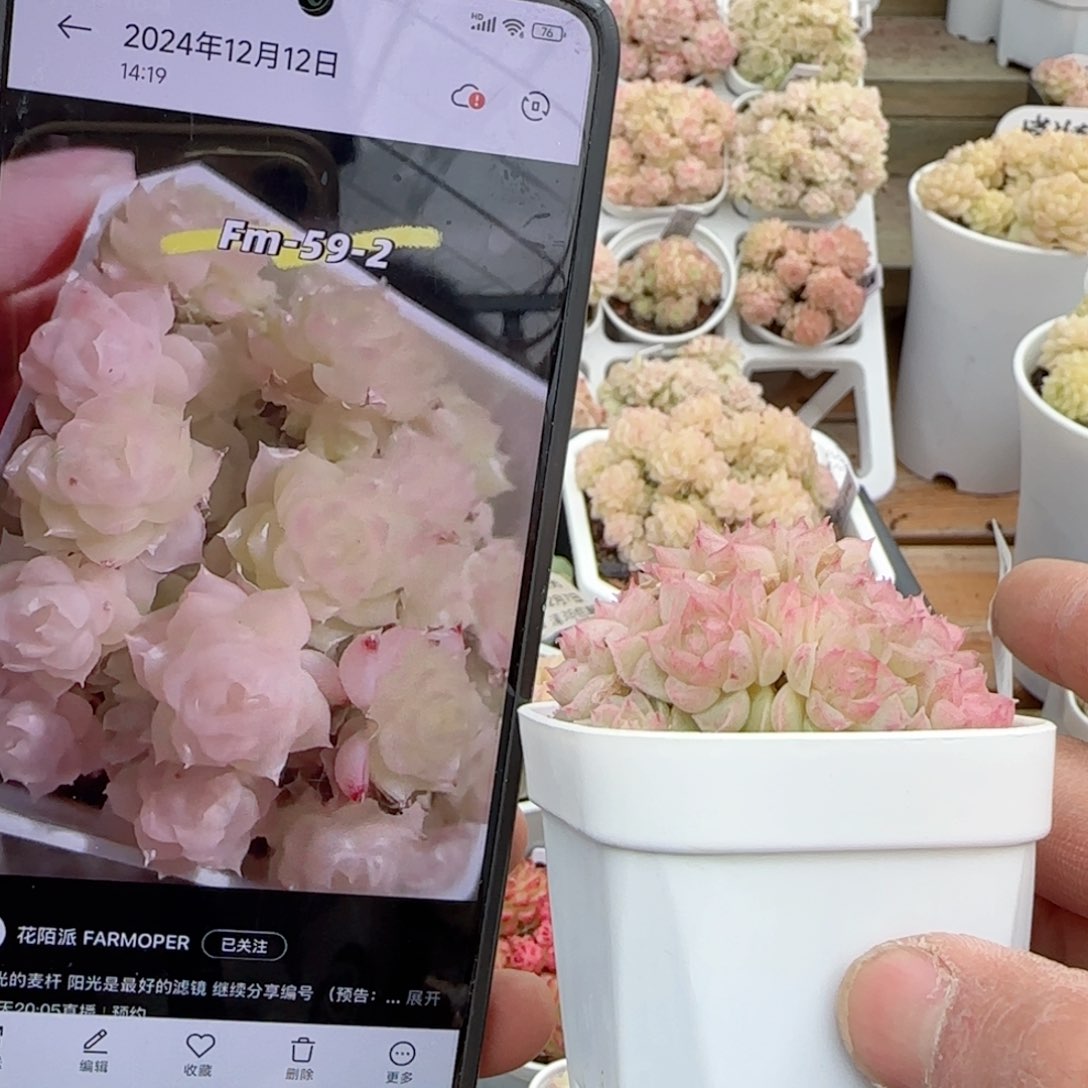 撞****头【闪购商品】0207-78（fm-59-2）