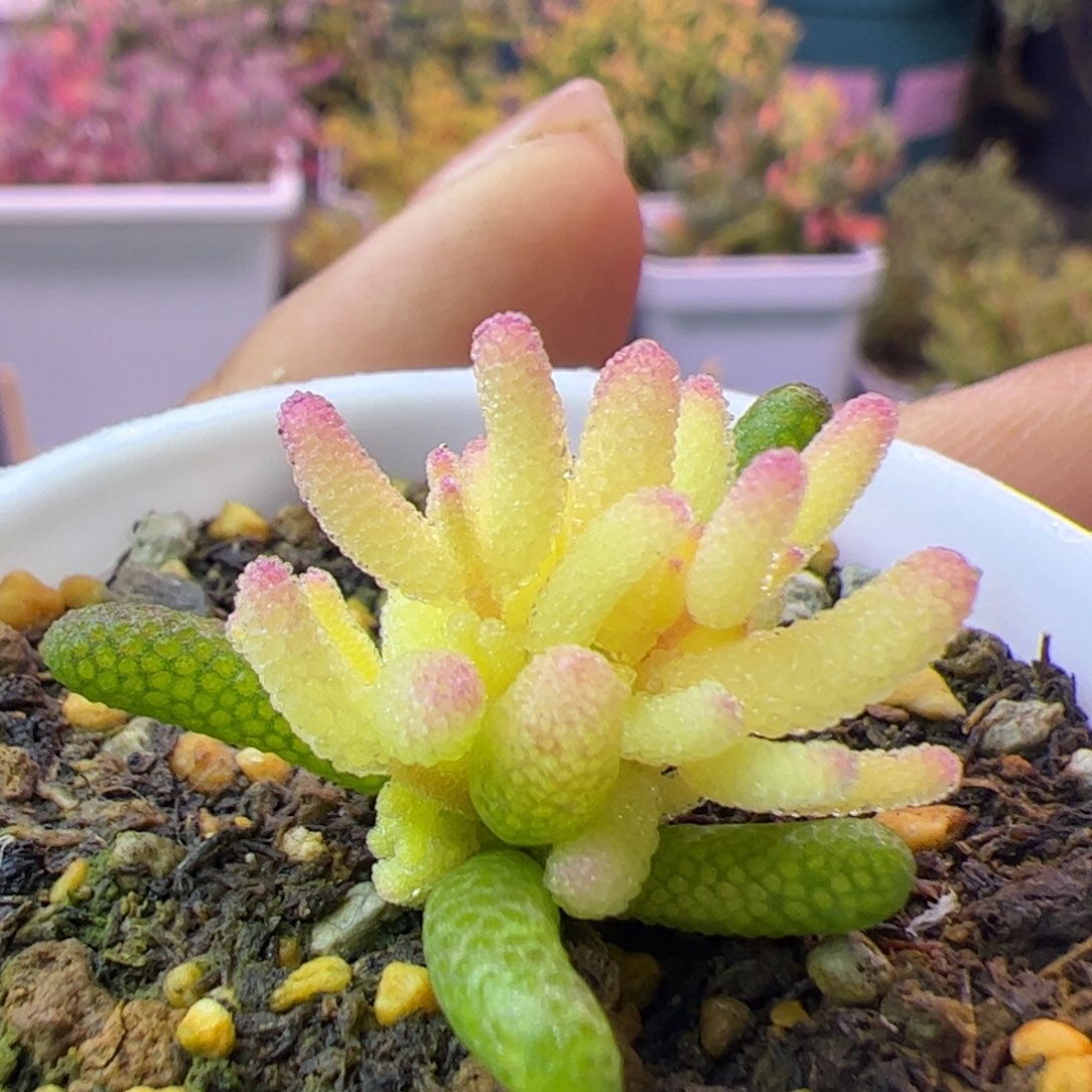 多肉植物枝干真飞机猪