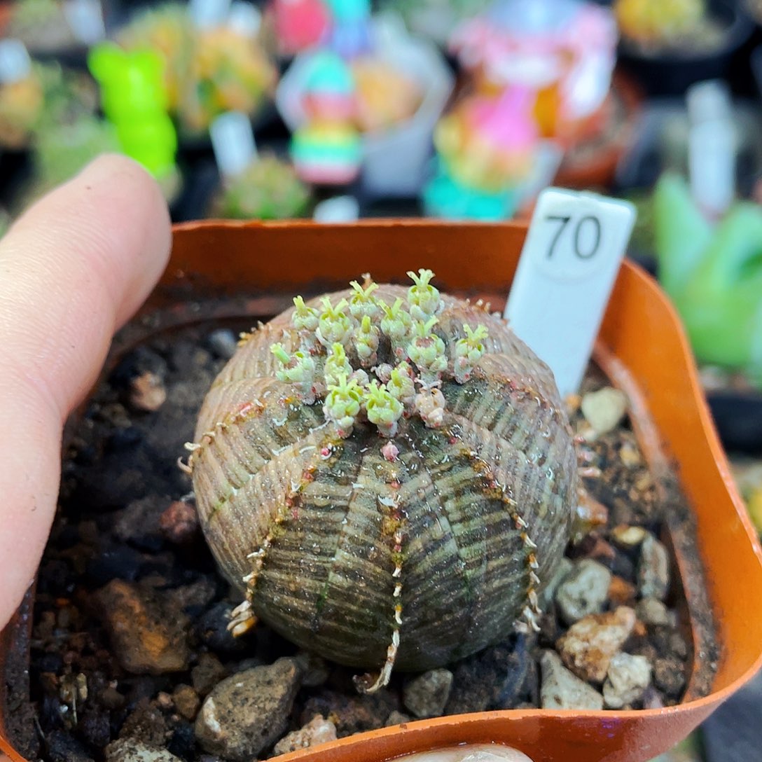 非偏远地区满25包邮仙人球