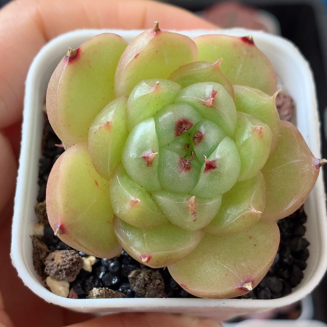 16珍妮58包邮  群生不包整 