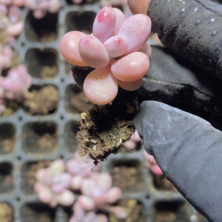 37精品桃蛋2颗一组