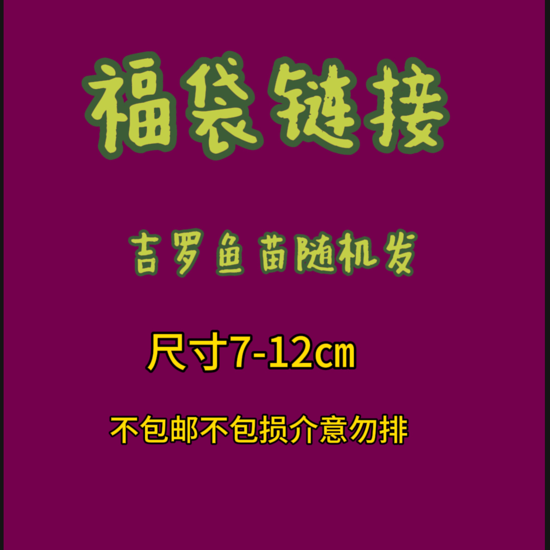吉罗观赏鱼淡水鱼