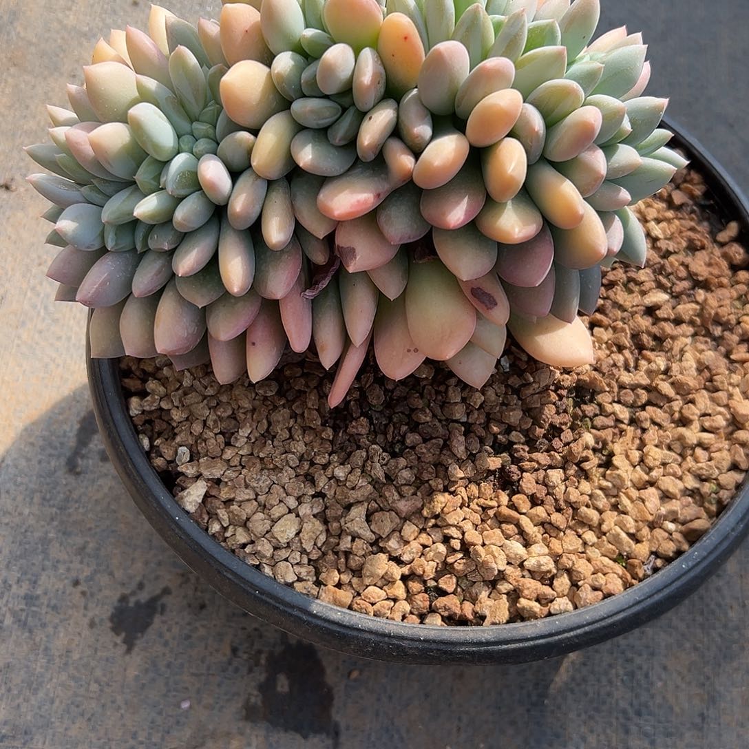 美人缀化。    多肉。 