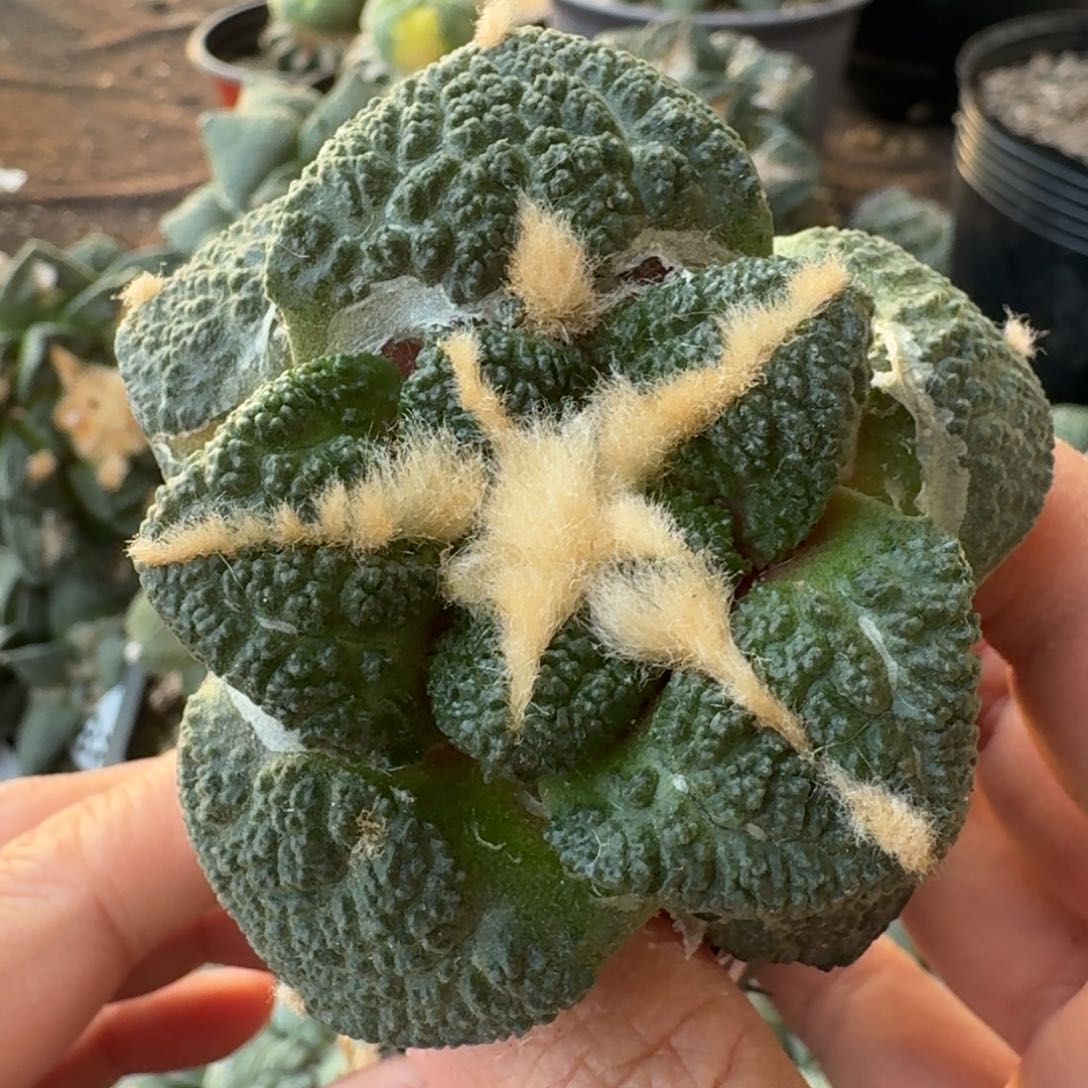 【闪购商品】大尤连山微瑕疵456