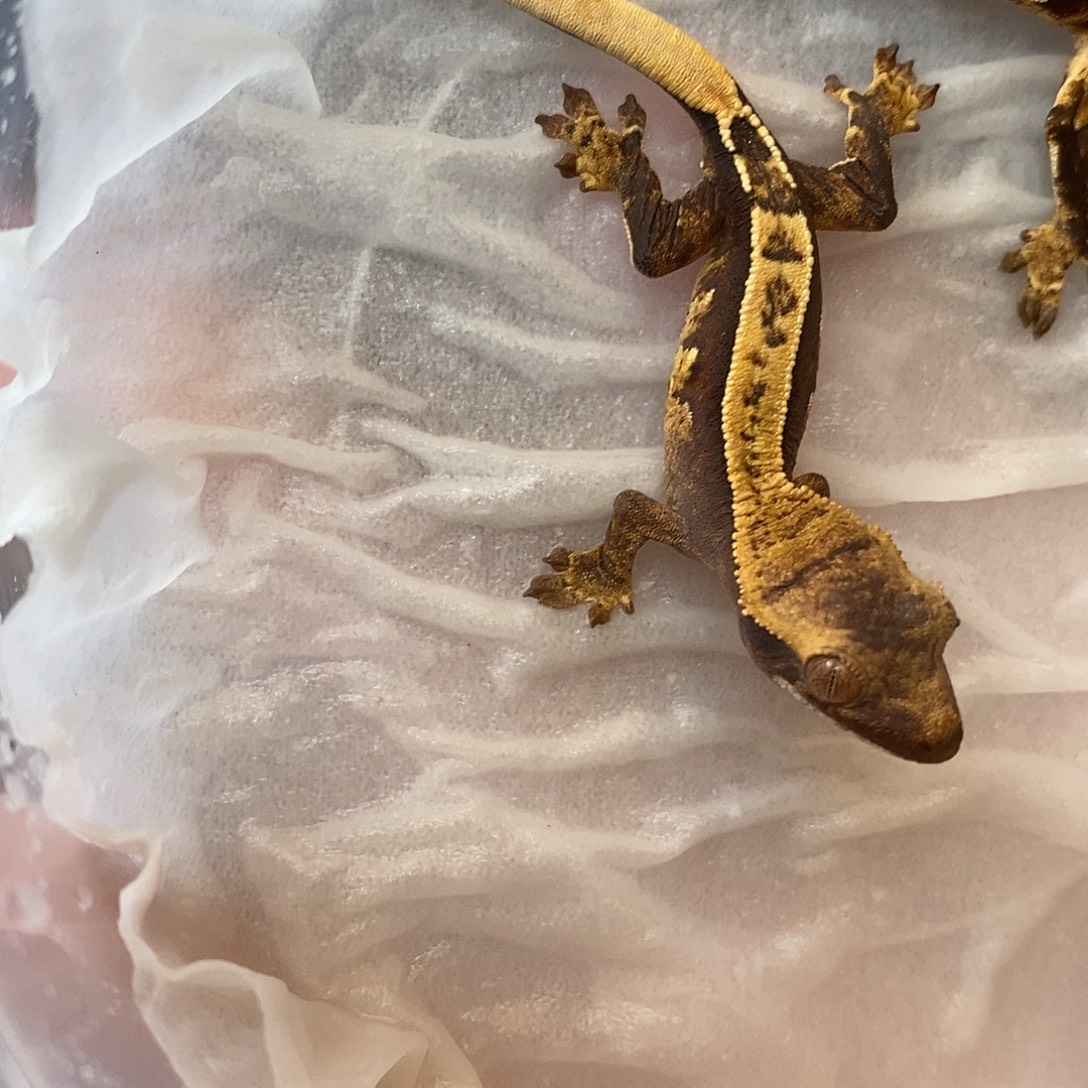 睫角守宫可爱新手宠物睫角守宫