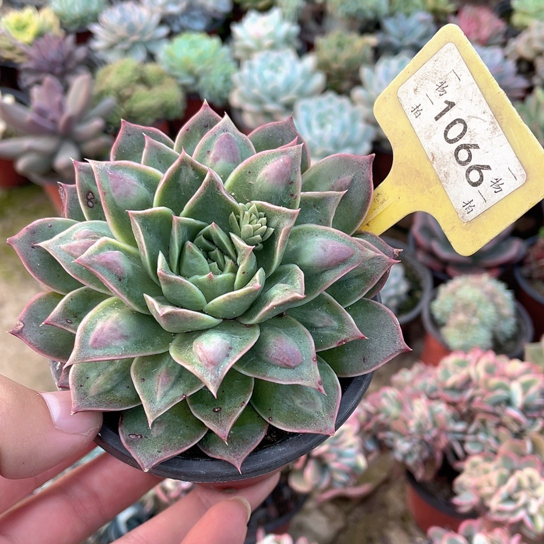1066号多肉植物盆栽