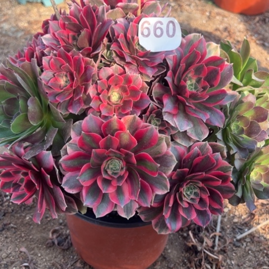 660女妖多肉植物过来