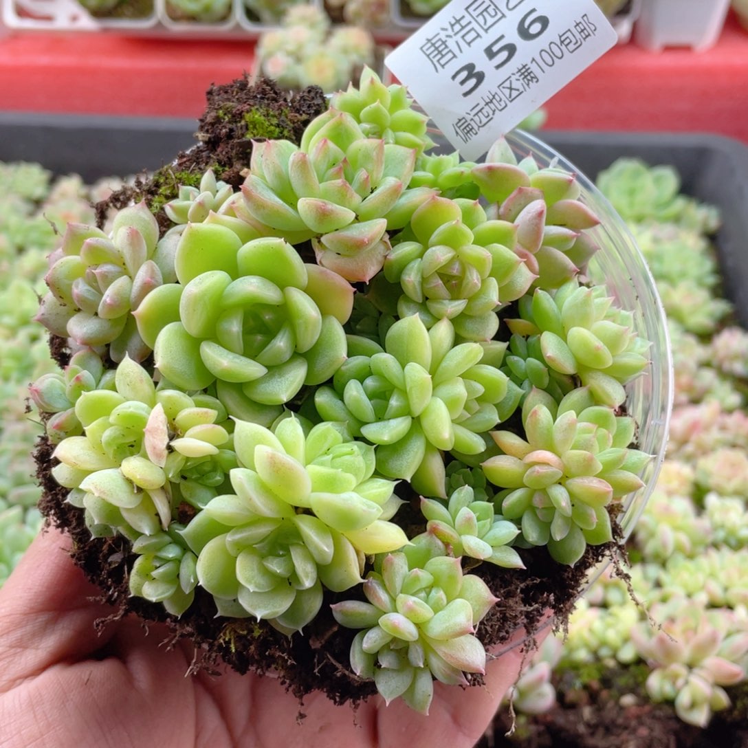 珍妮混一物一拍356.