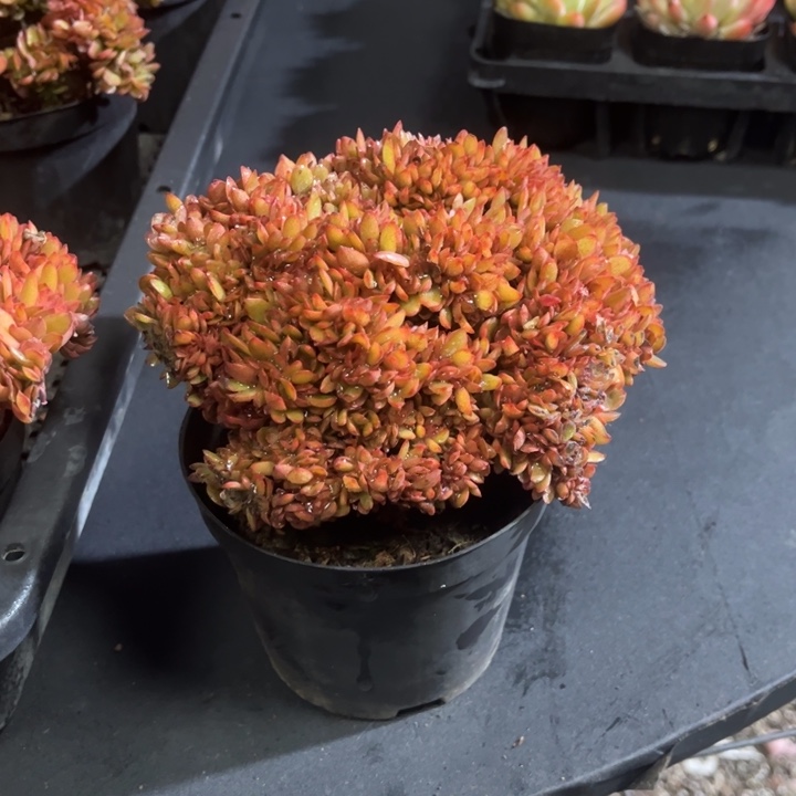 糖果缀化只发新疆