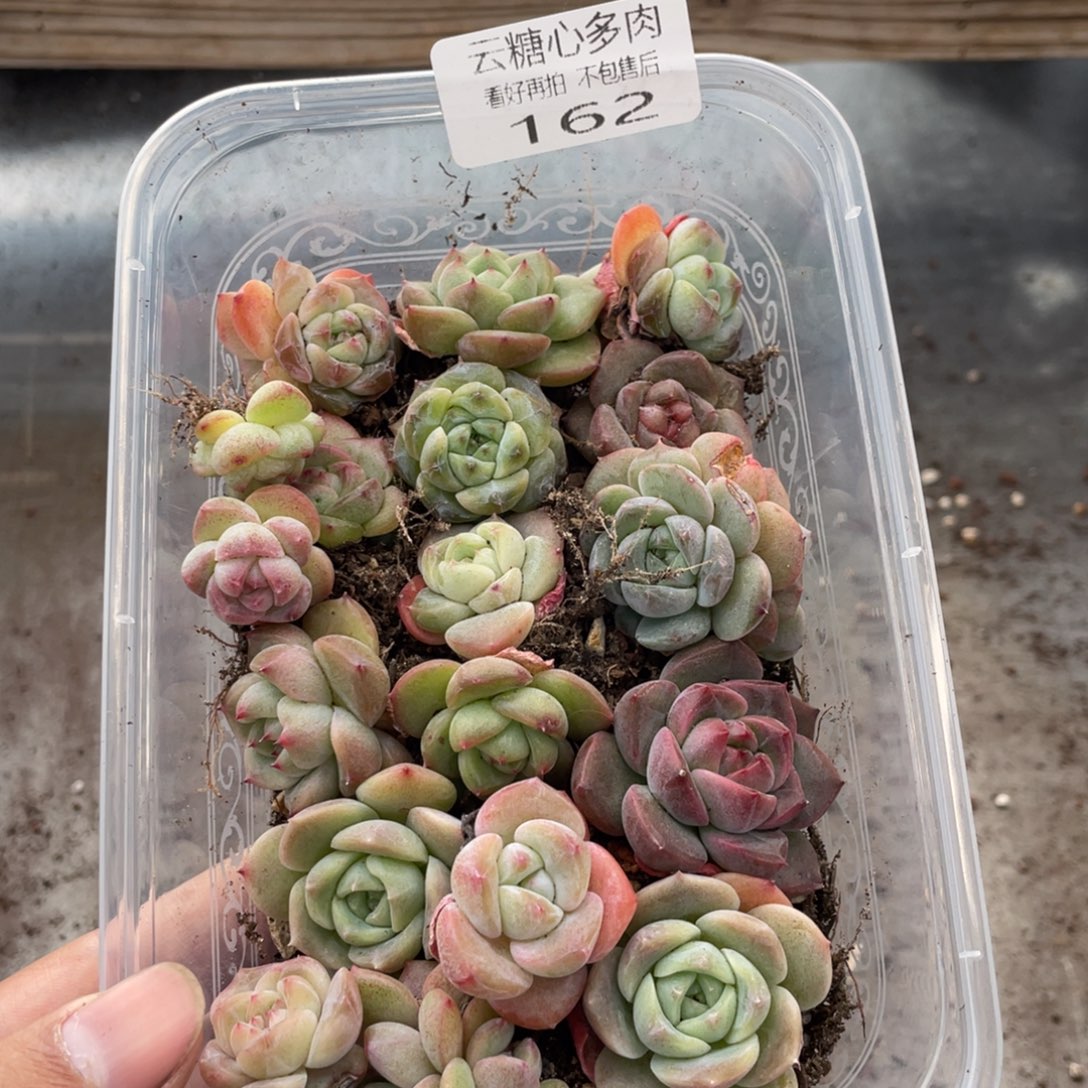 云糖心多肉植物162