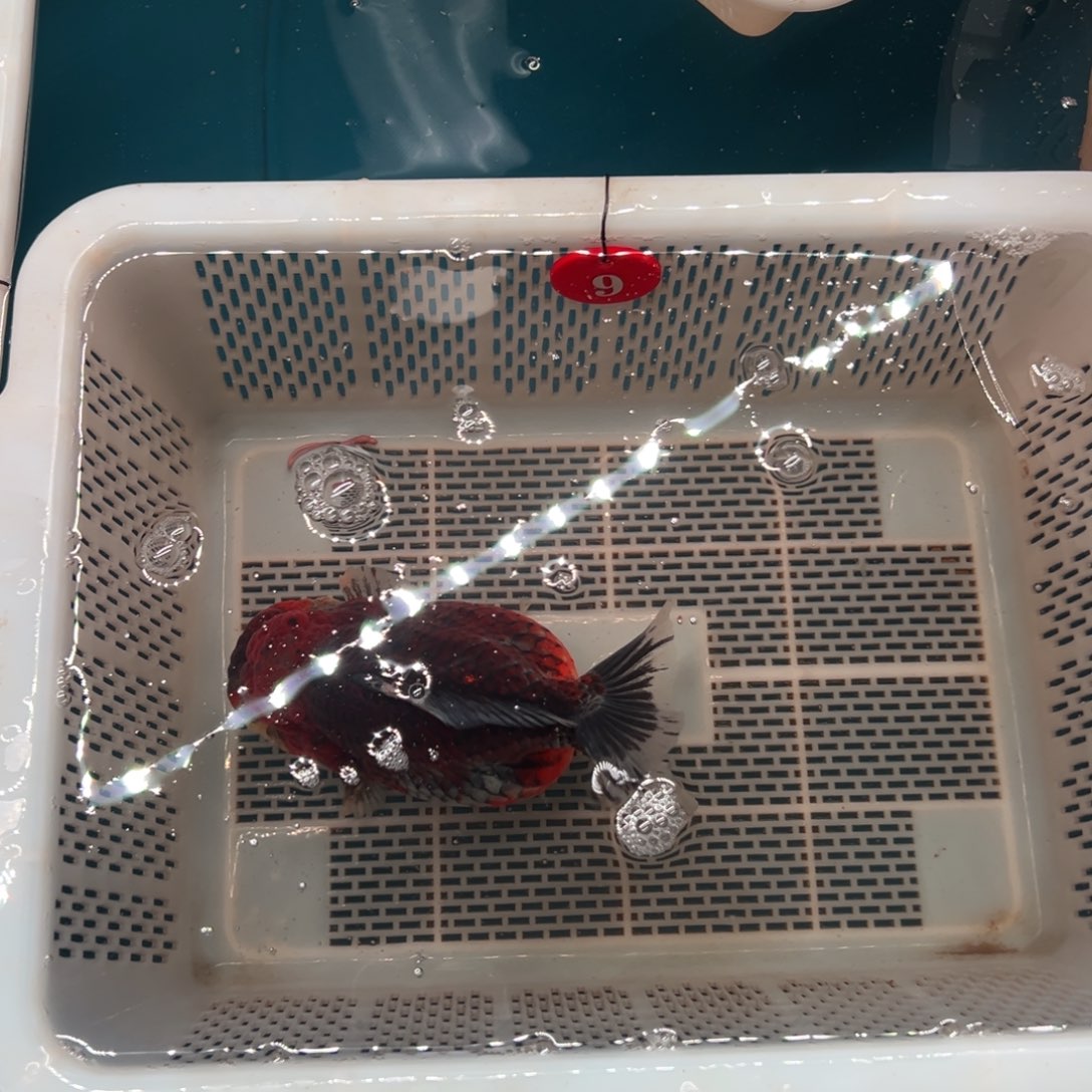 @***x海水鱼你好意思的不给人家