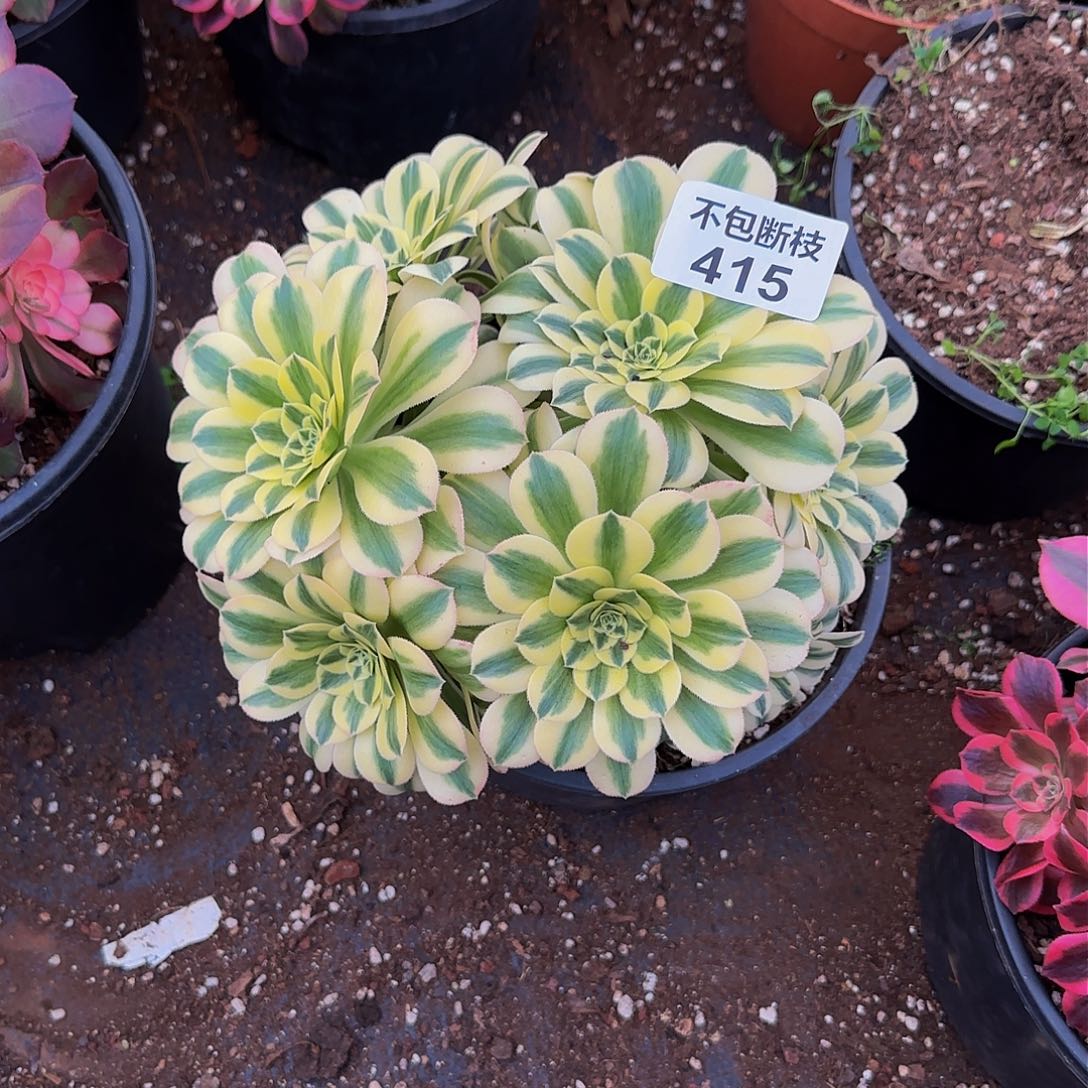 415多肉法师锦1111